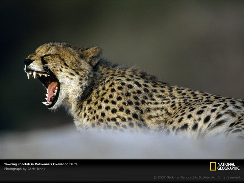 yawning-cheetah-okavango-delta-642897-sw (Medium)