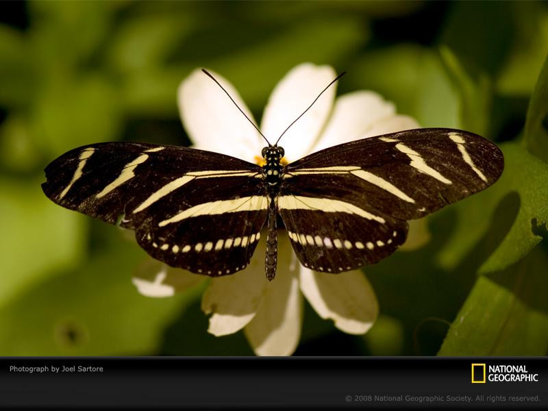 zebra-winged-butterfly-sartore-1025953-sw (Medium)