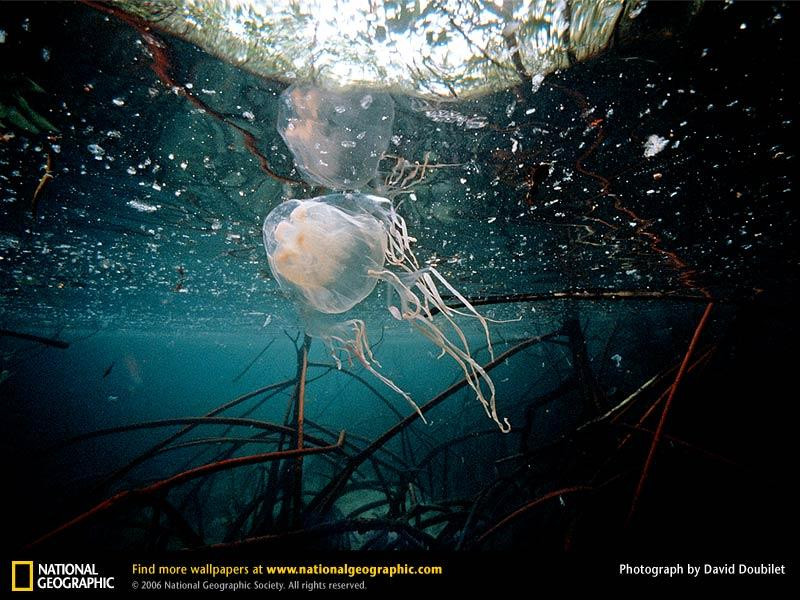 box-jellyfish (Medium)