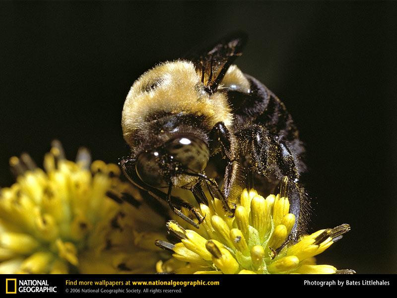 bumblebee-flower (Medium)