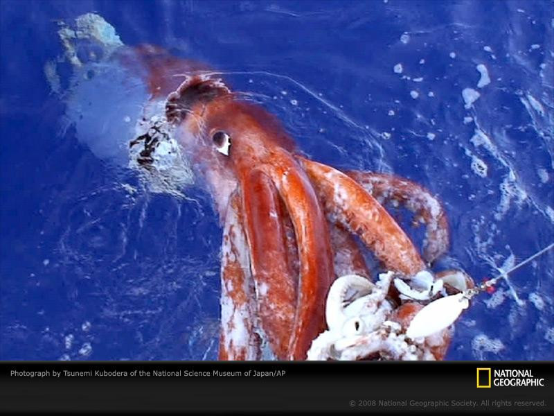 giant-squid2-sw (Medium)