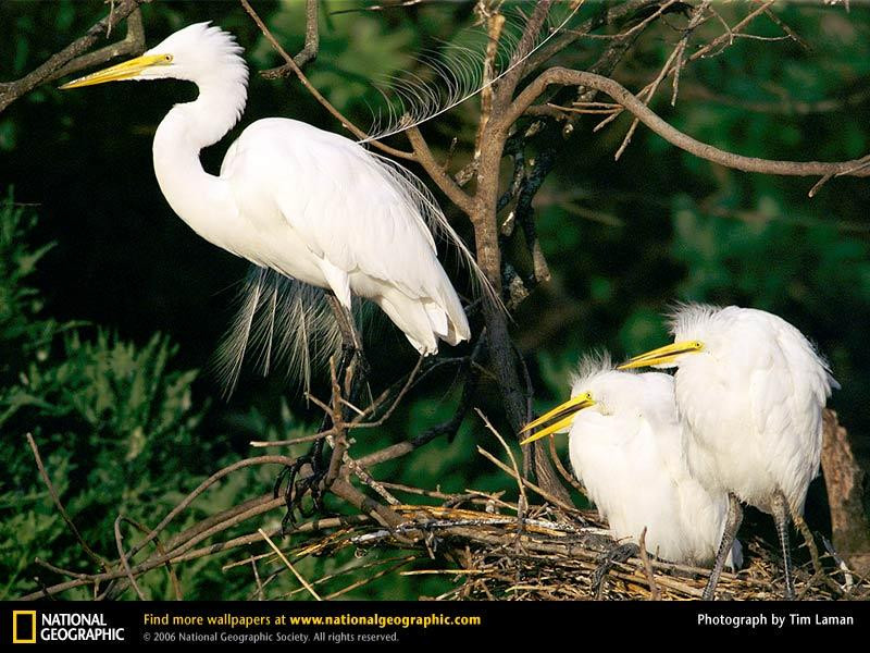 great-egret (Medium)