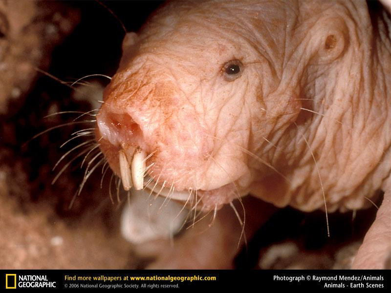 naked-mole-rat (Medium)