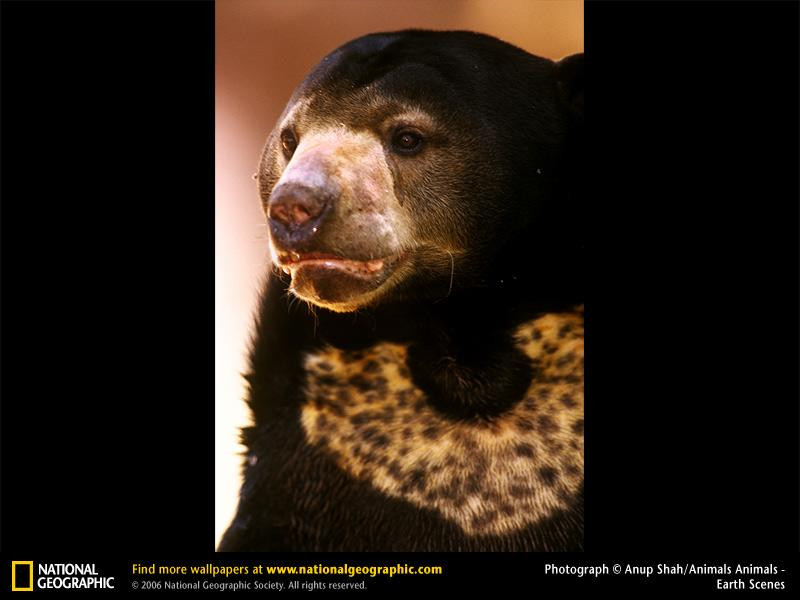 malayan-sun-bear (Medium)