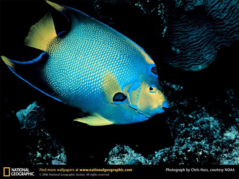 queen-angelfish (Medium)