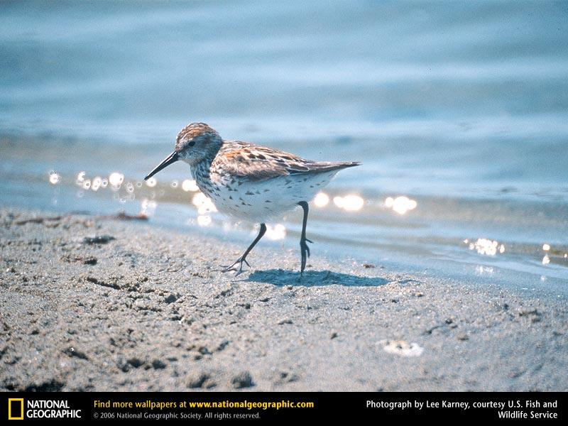 sandpiper (Medium)