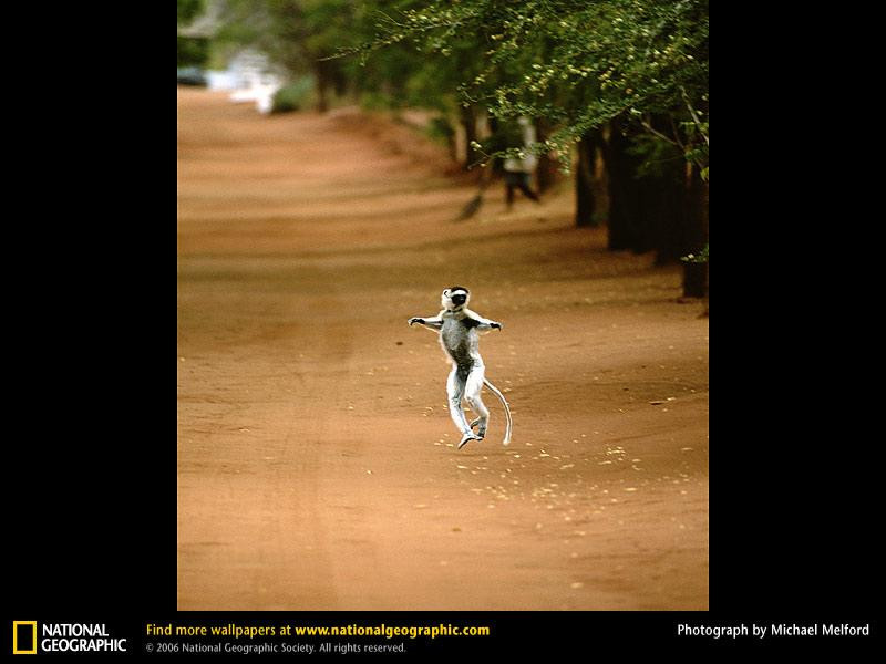 sifaka-leaping (Medium)