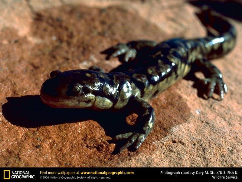 tiger-salamander (Medium)