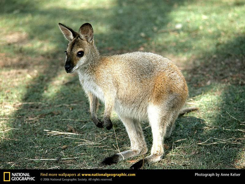 wallaby-baby (Medium)