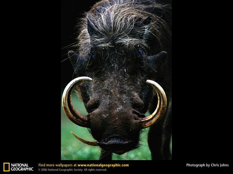 warthog-portrait (Medium)