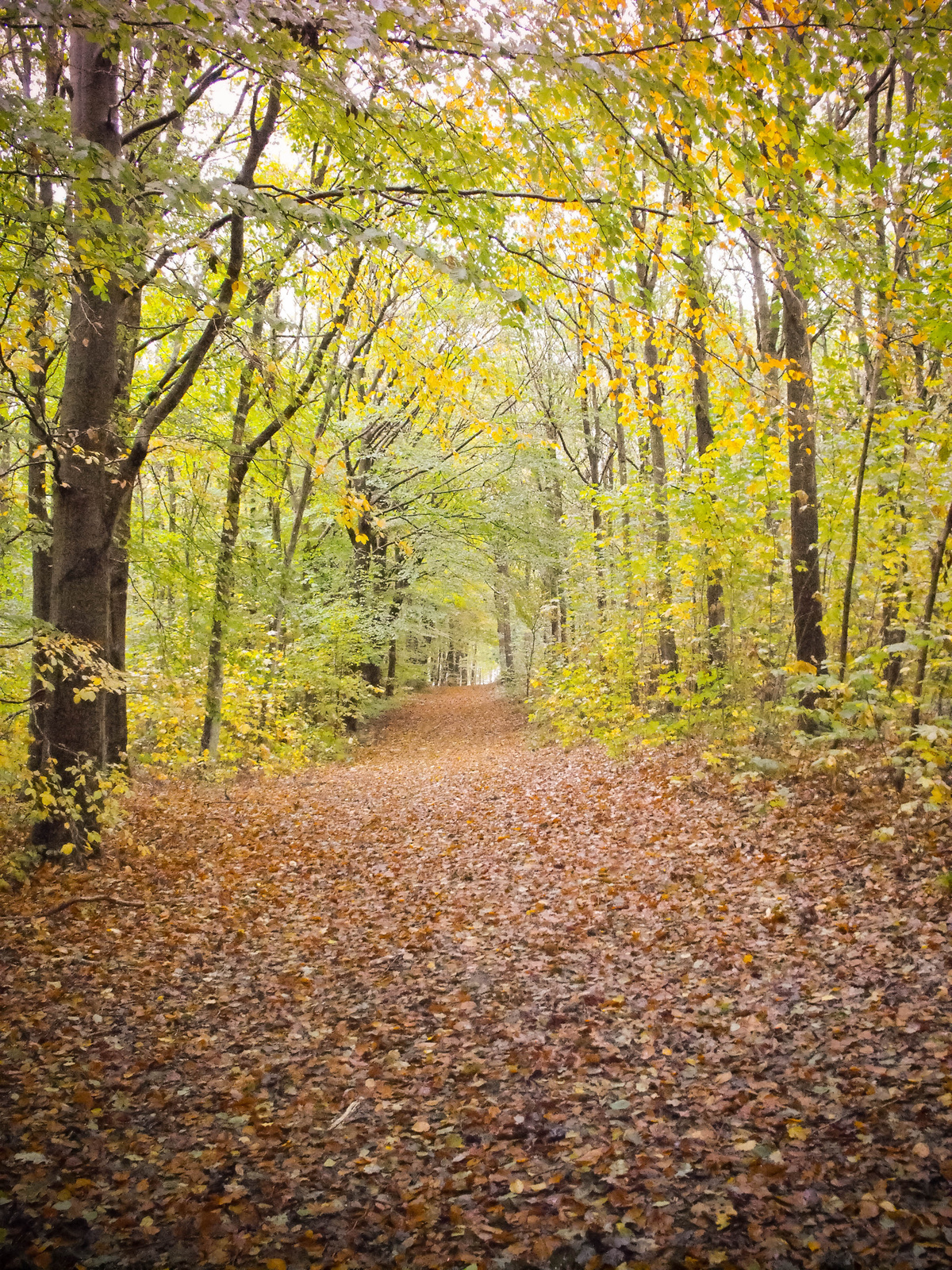 erdő természet ősz Dánia