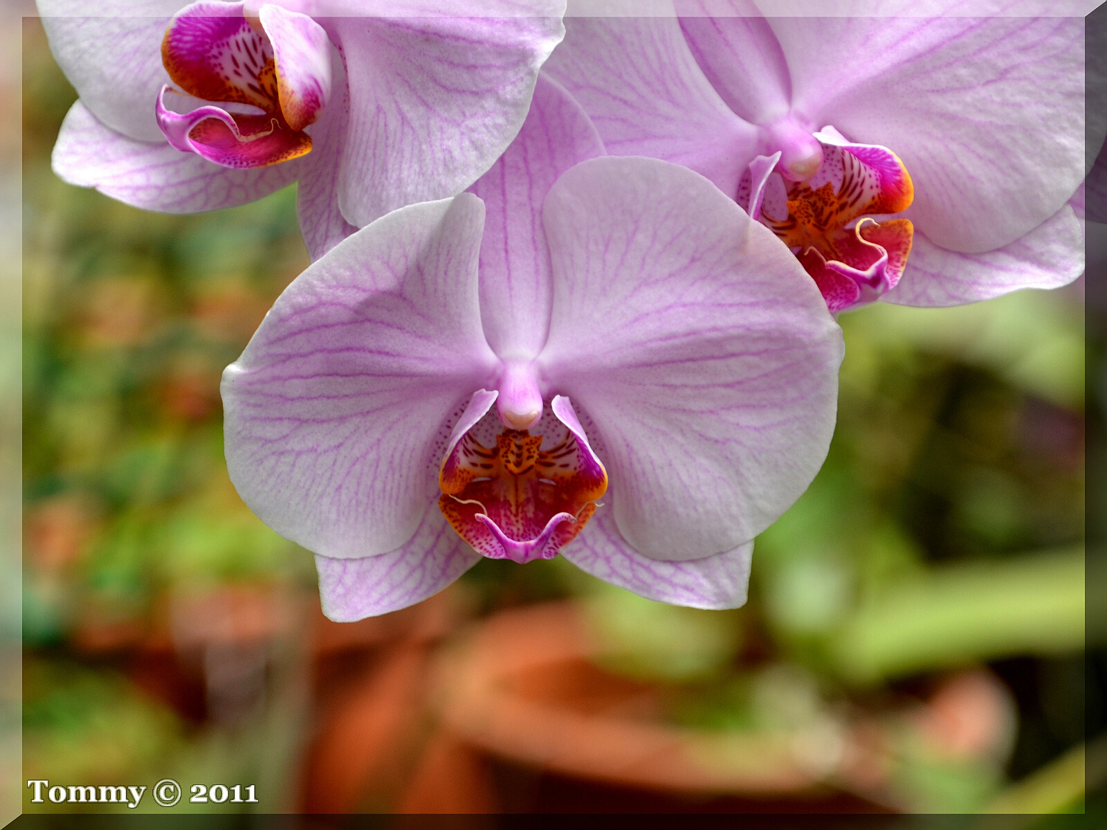 Orchid