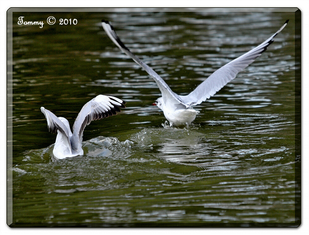 Gulls