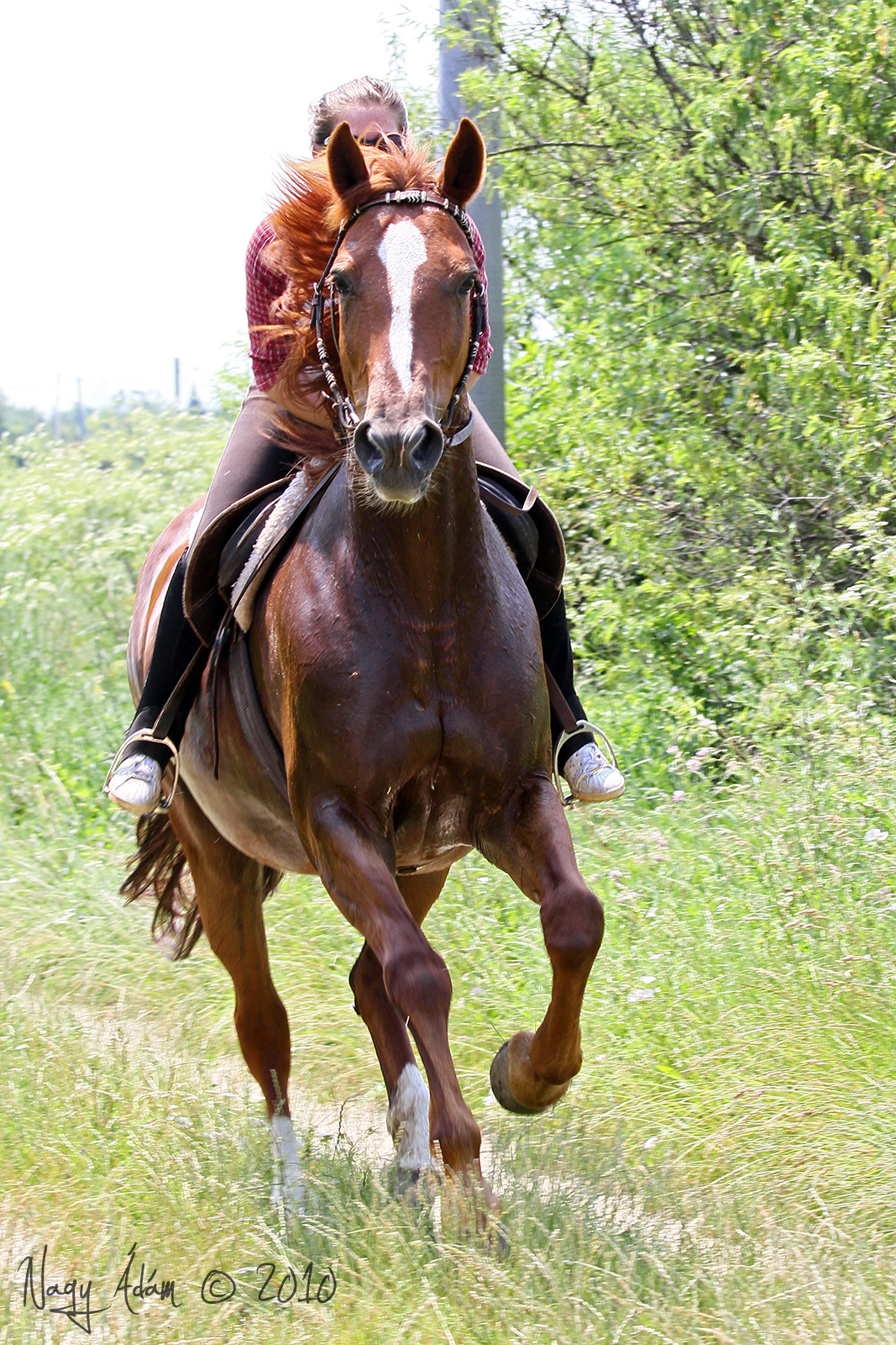 16 - Fotogén ló, vágta közbe is belenéz a kamerába :)