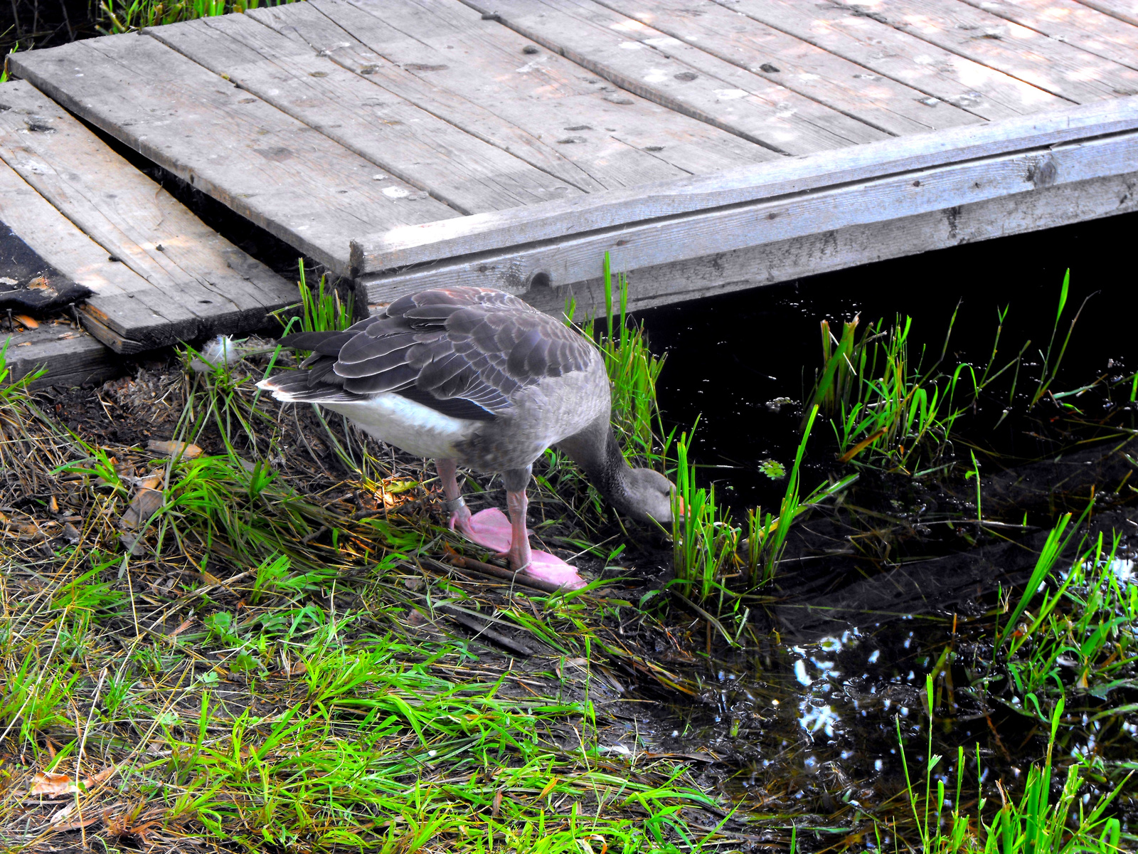 Tisza-tó.2009.Tanösvény.