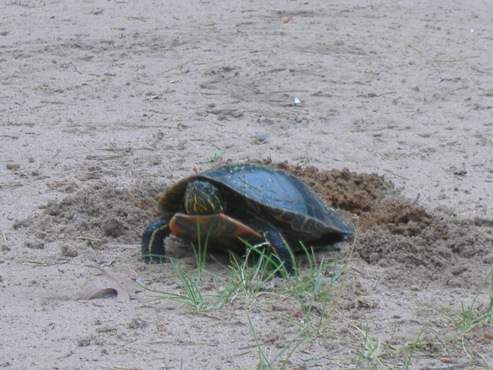 turtle has babies