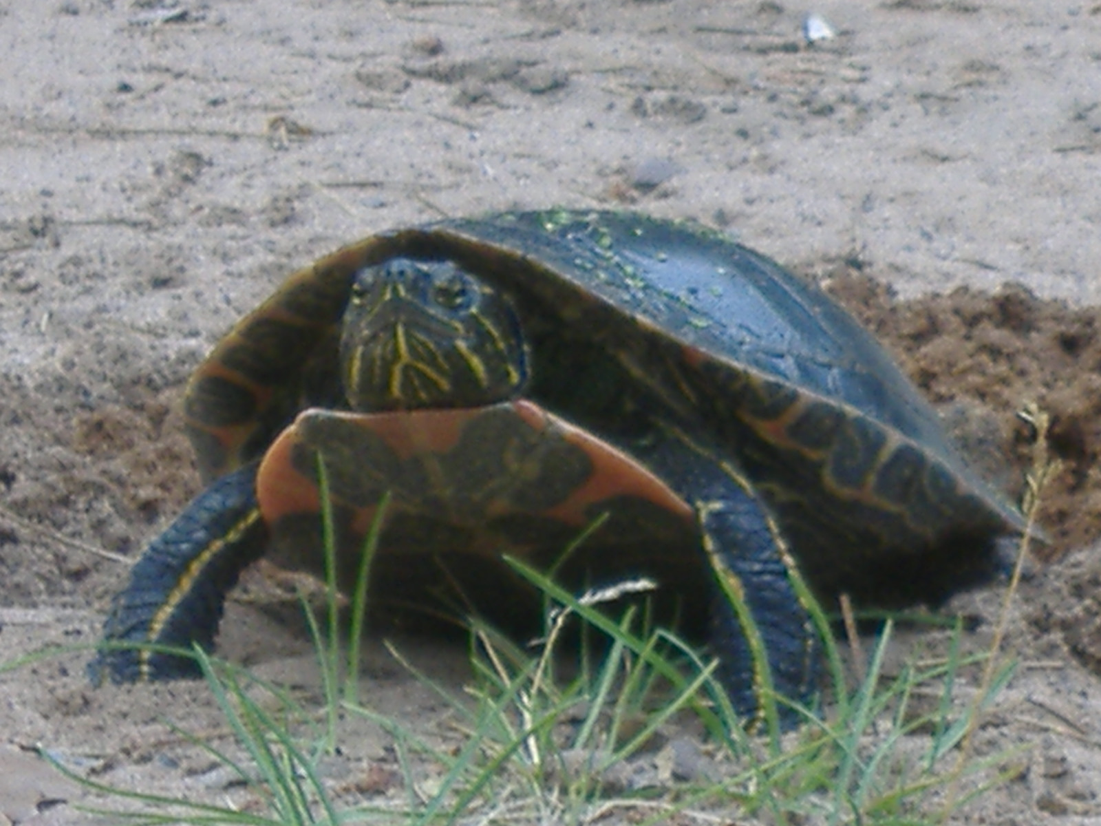 turtle has babies (1)