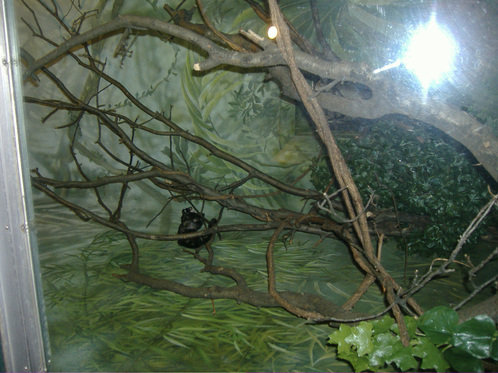 bronx zoo (15)