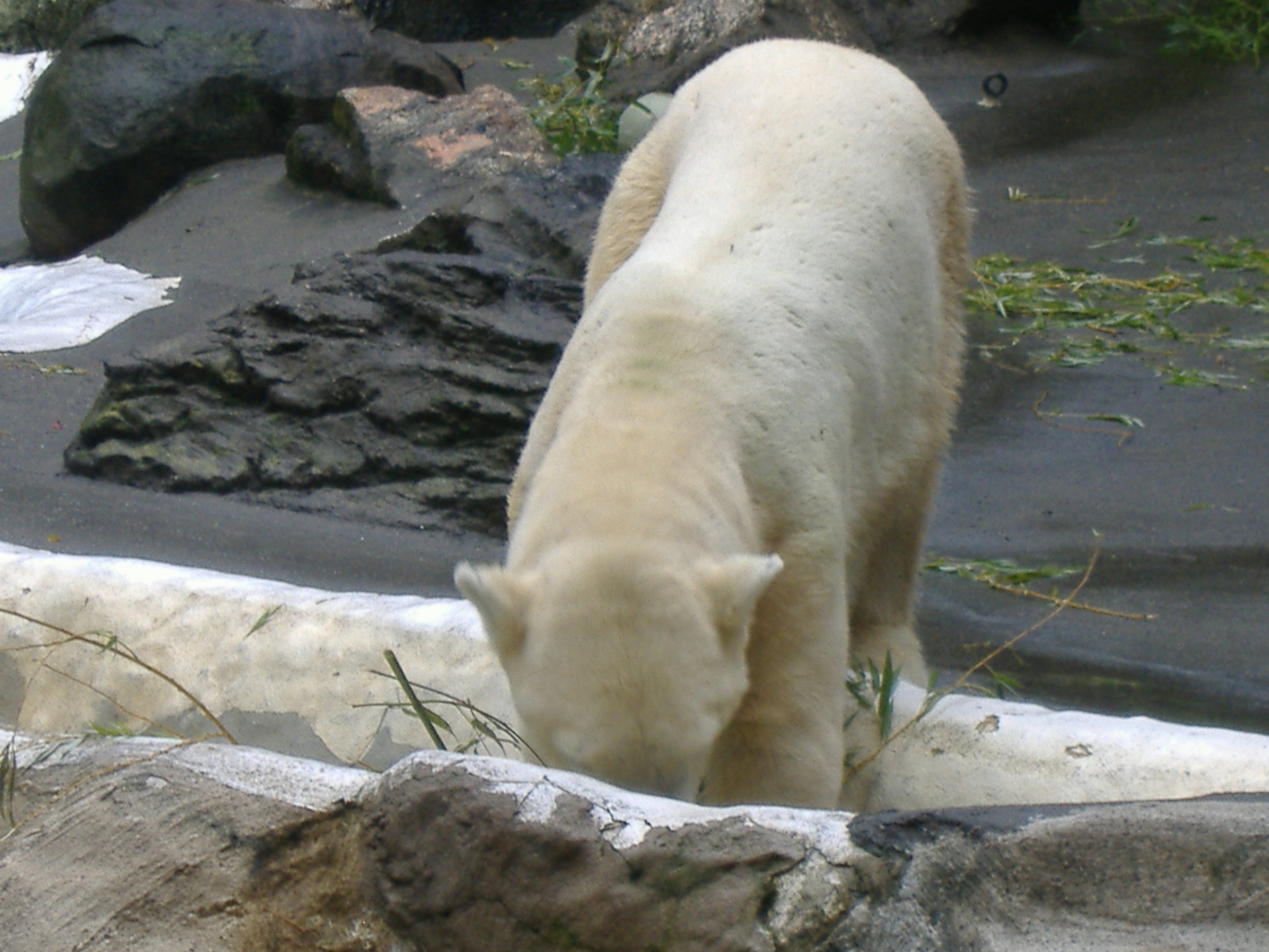 bronx zoo (50)