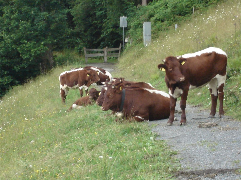 Ausztria--Zell-am-See 2007 331