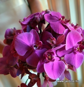 Jardine lila orchidea csokor