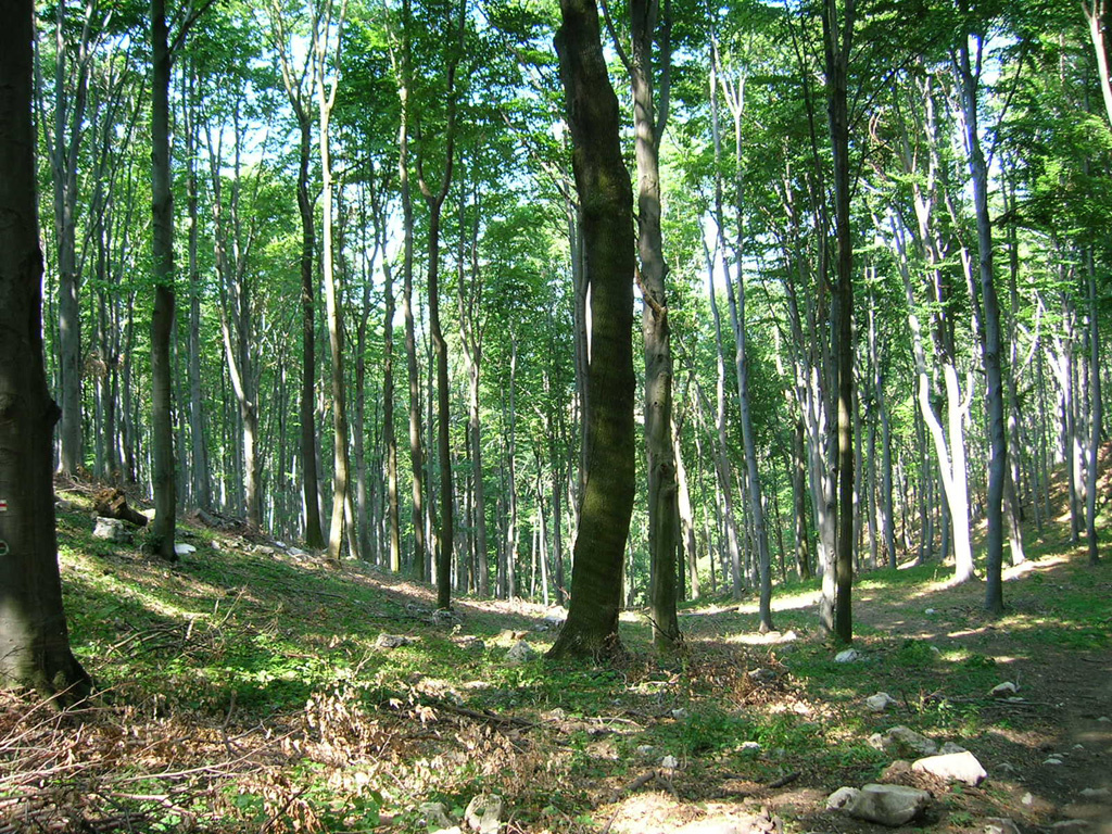 Bakonyi erdő