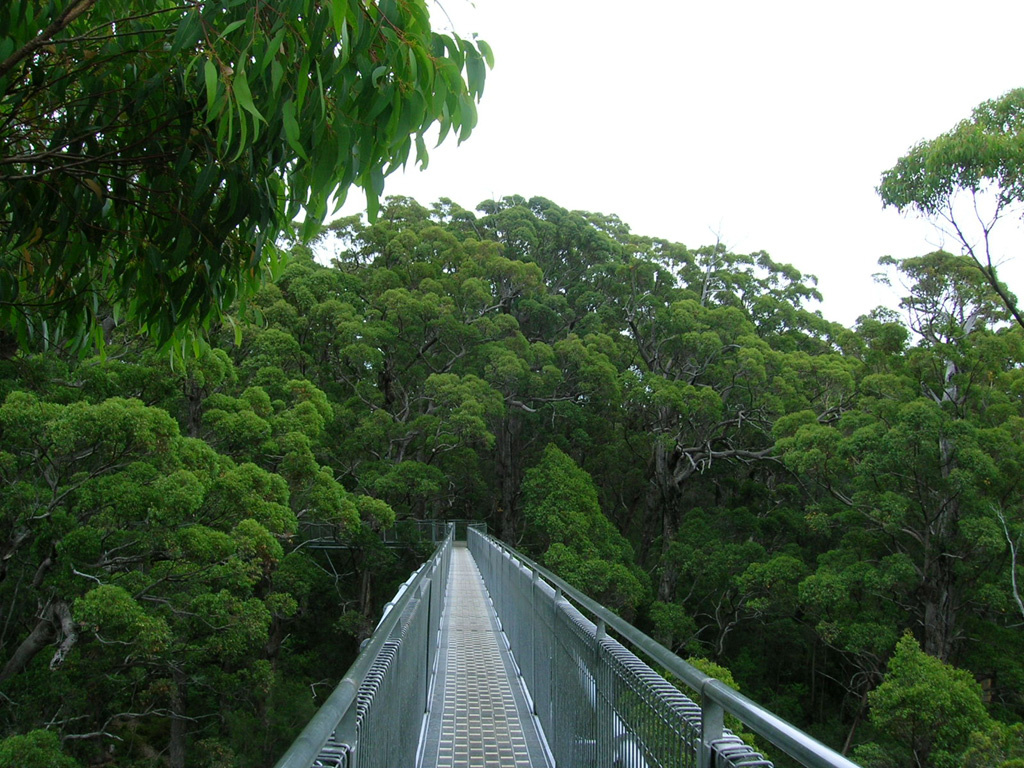 Tree Top Walk 03