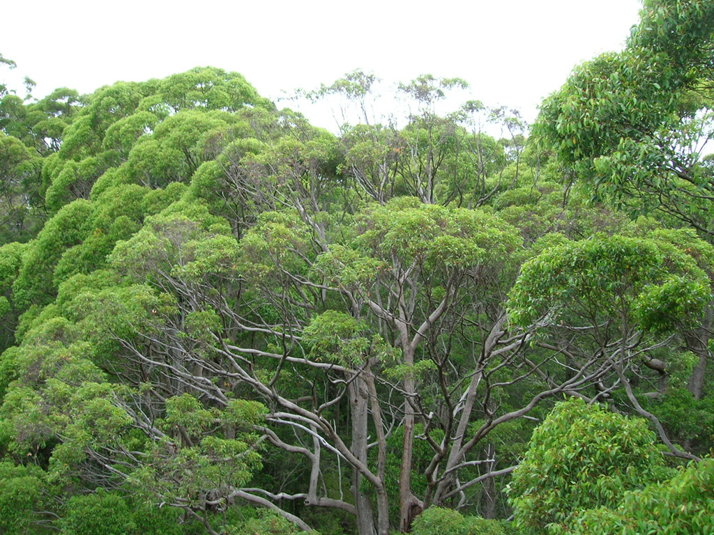 Eukaliptusz fa teteje