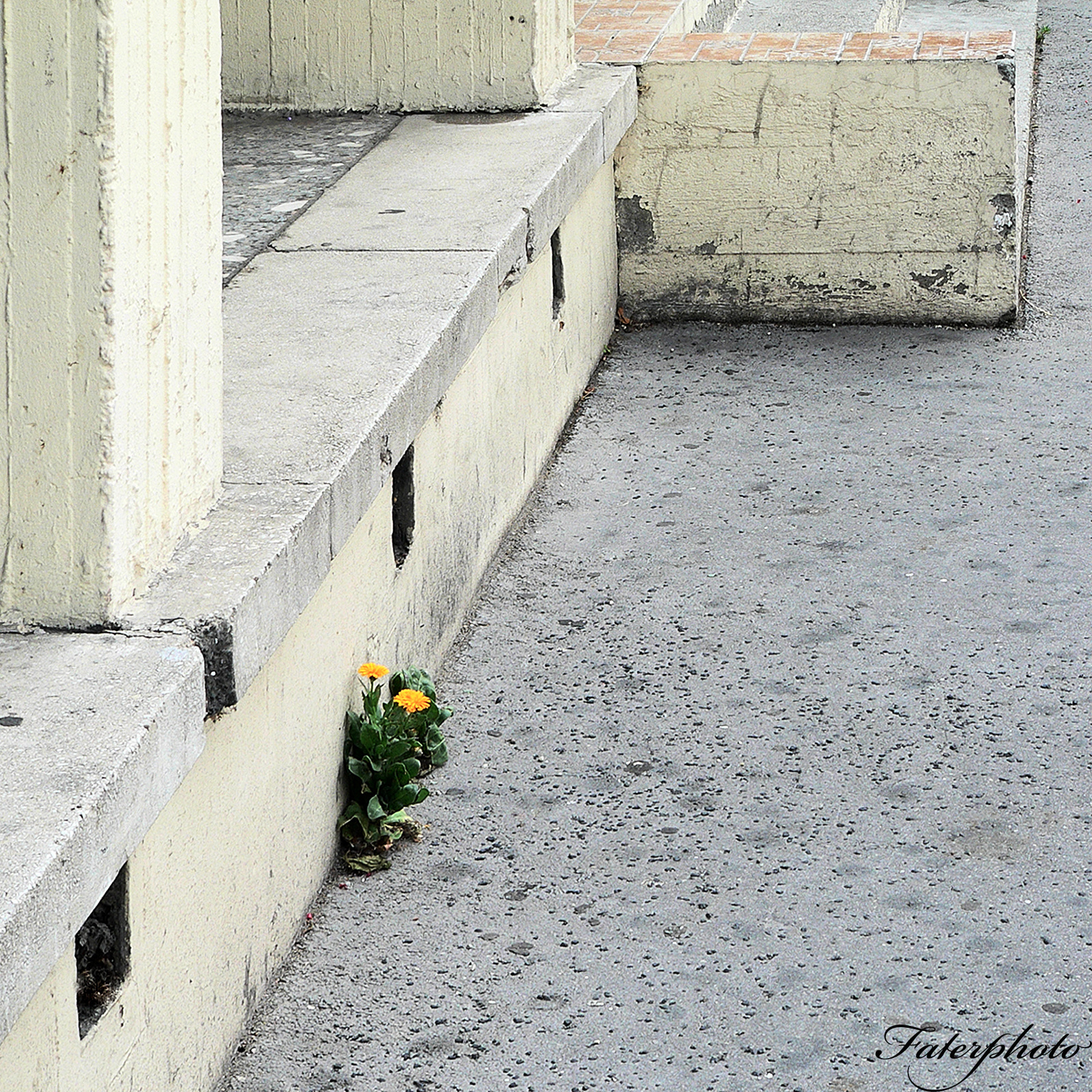 kőrőm virág a betonban