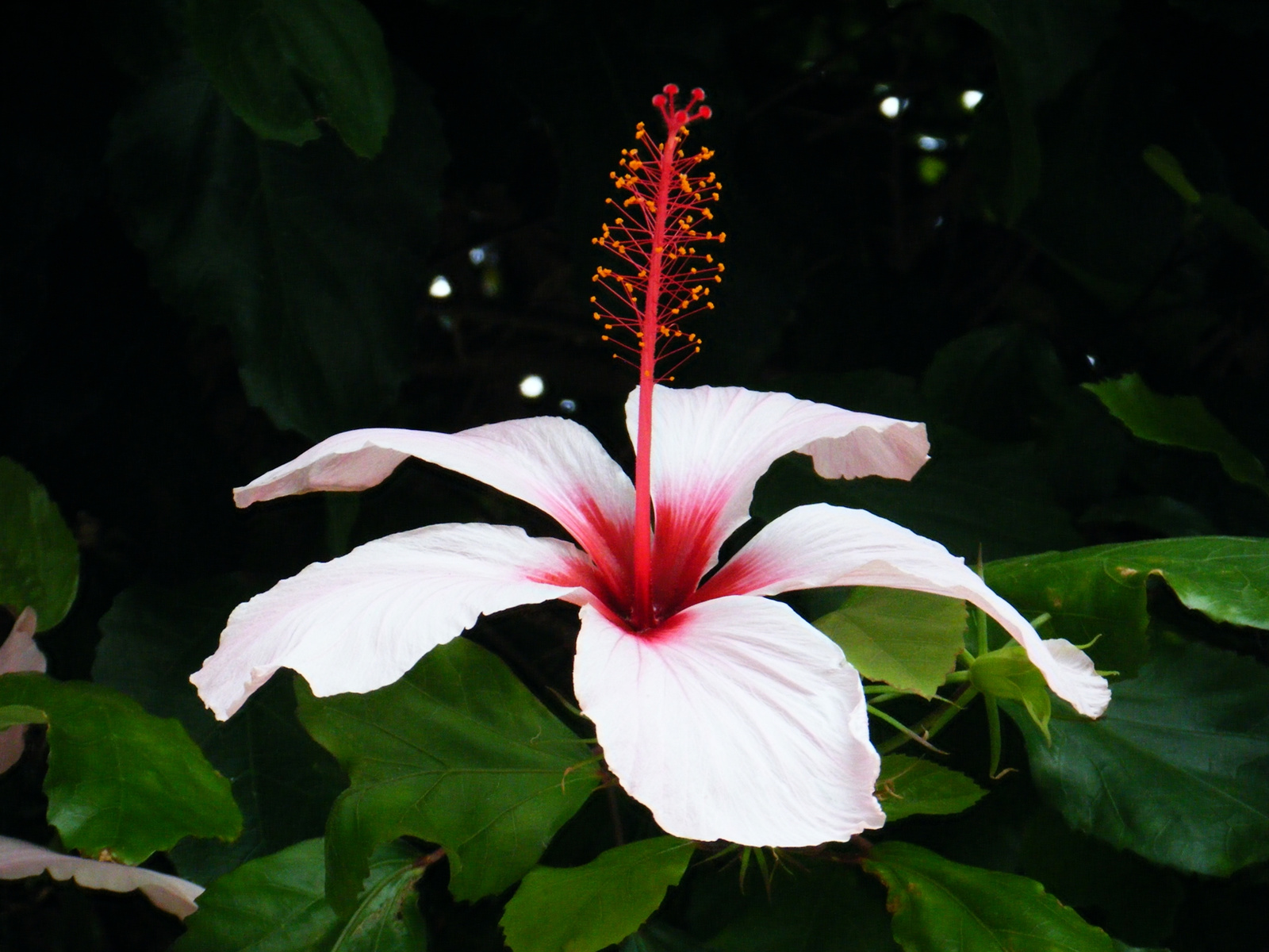 hibiscus