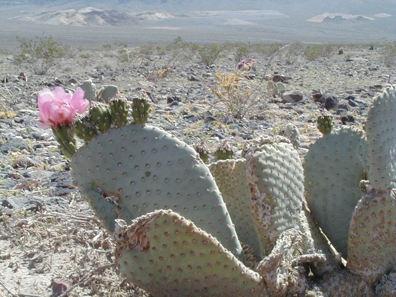 desert flower