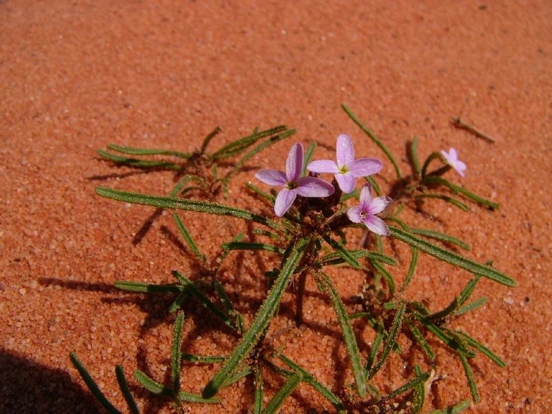 P1220962-DesertFlower