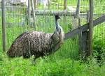 emu