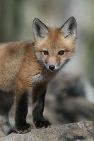 red fox pup thumb