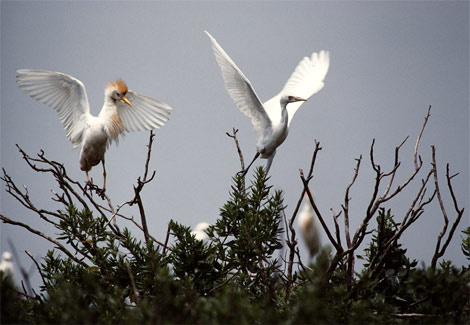 cattle-egrets-267824-ga