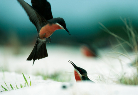 rosy-bee-eaters-755894-ga