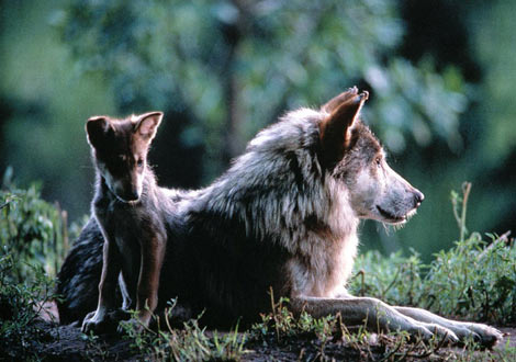 wolf-mom-and-pup-513290-ga