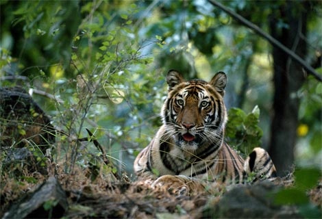 indian-tiger-india-512815-ga