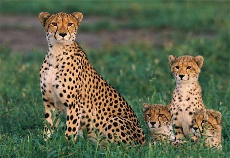 cheetah-cubs