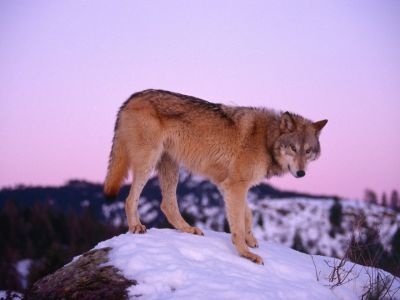 normal Gray Wolf at Dusk