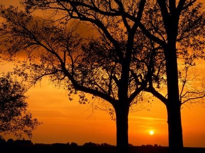 normal Elm Trees at Sunset, Illinois