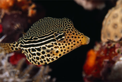 striped-boxfish-indonesia-977797-ga