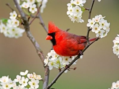 normal Cardinal Among Pear Tree Blossoms