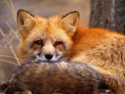 normal Red Fox