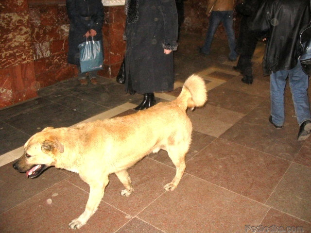 Metró kutyák