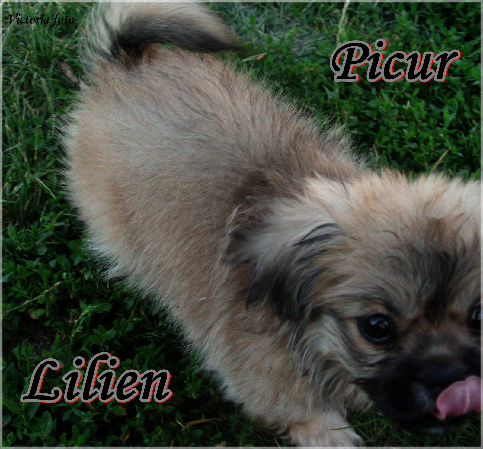 Lilien/Picur/Lili♥