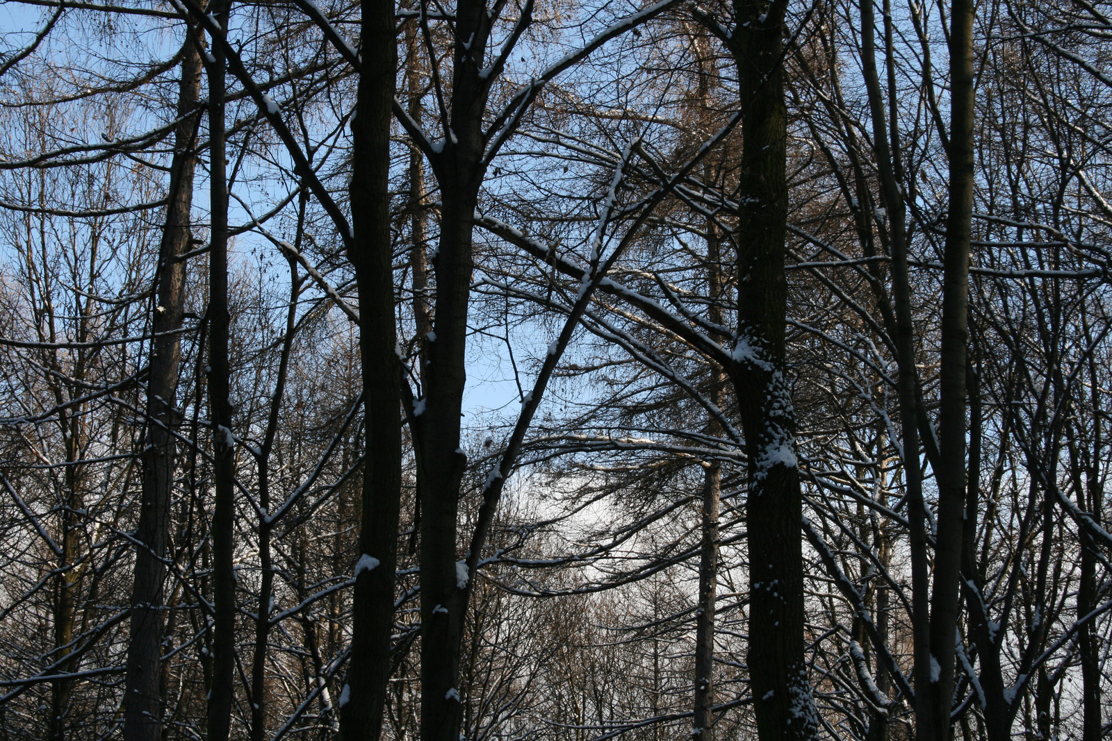 21. Erdő