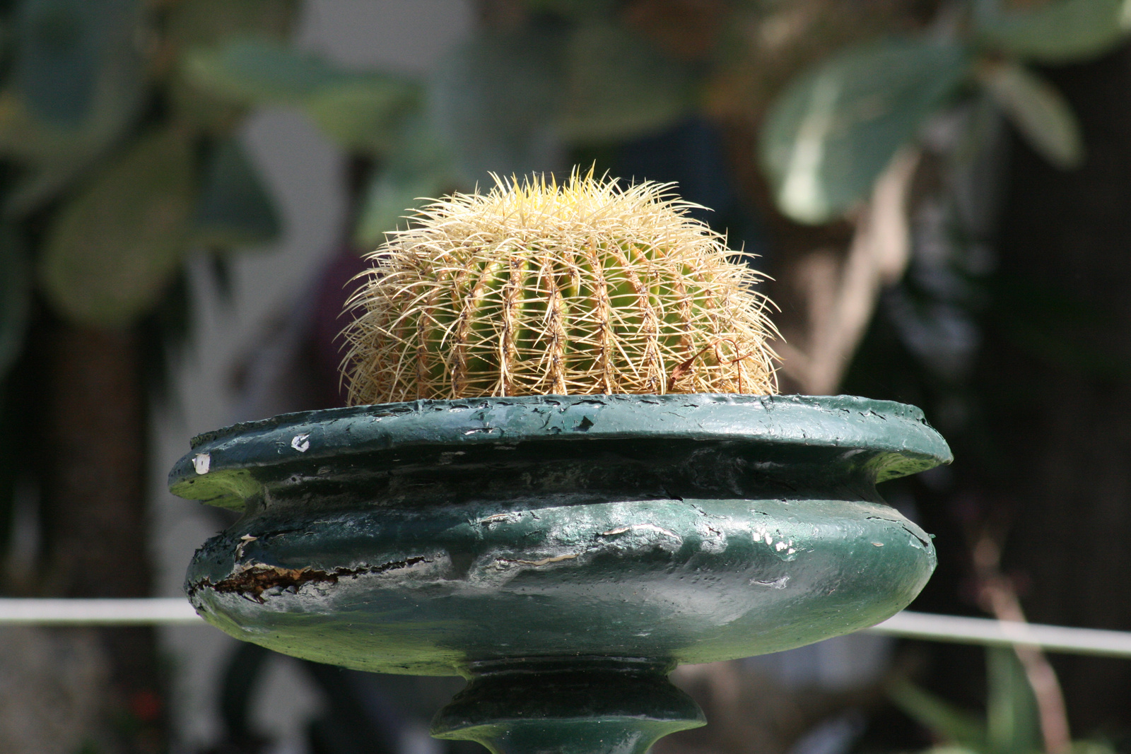 Kaktusz tálban