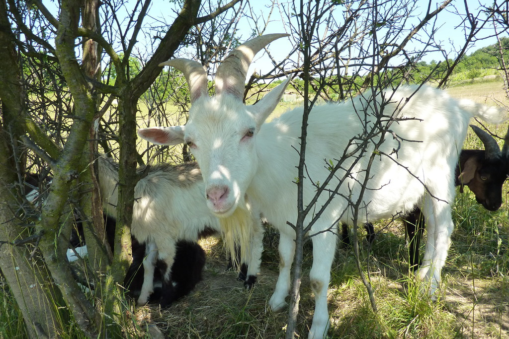 Balaton2011 48 164738