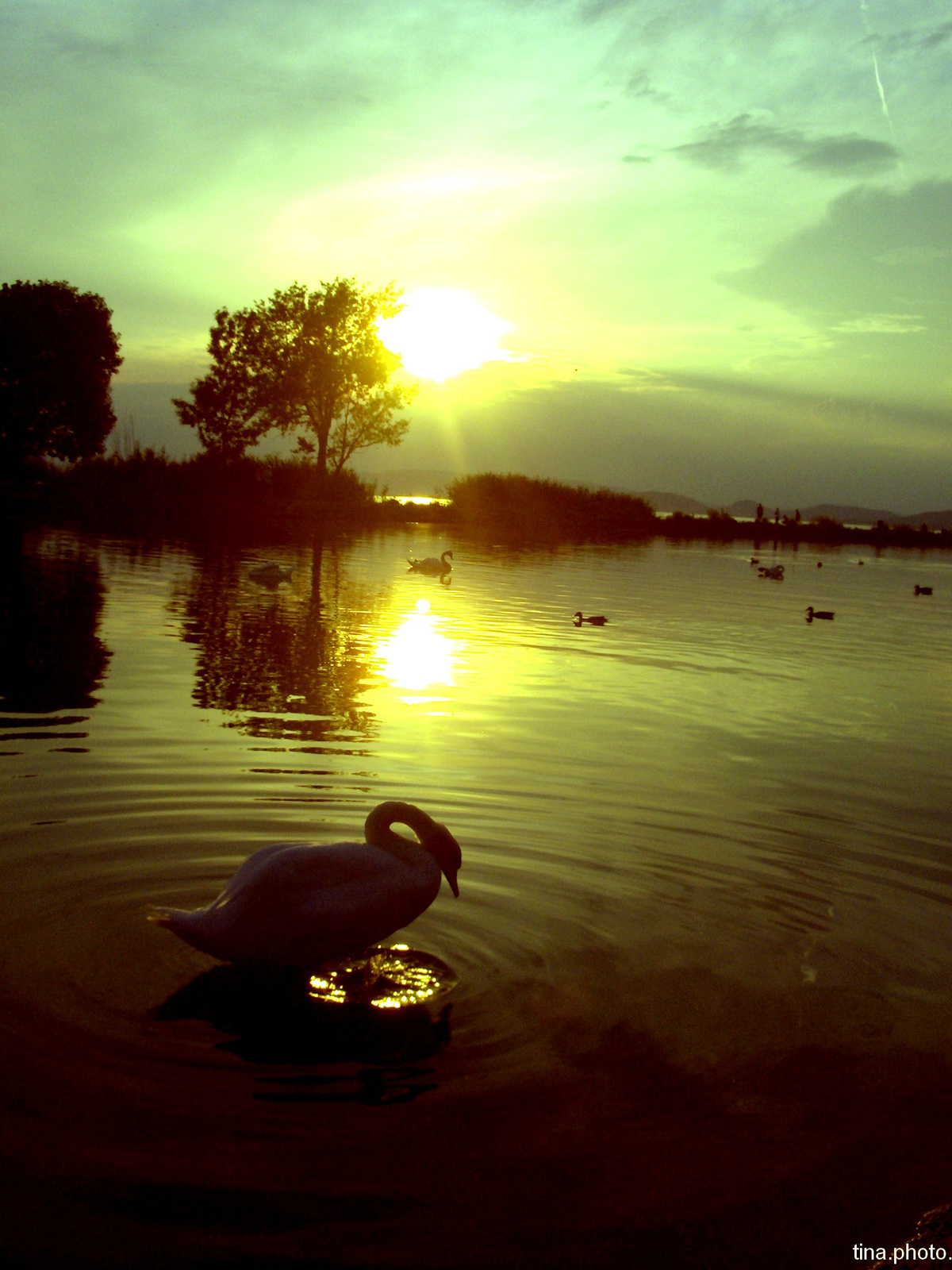 swan by tina photography
